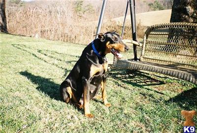 Puppies for Sale