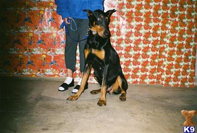 Puppies for Sale