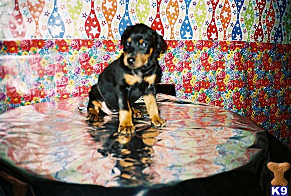 Doberman Pinscher Puppies for Sale