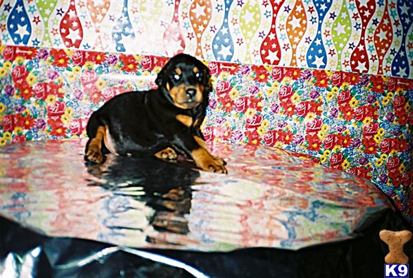 Doberman Pinscher Puppies for Sale