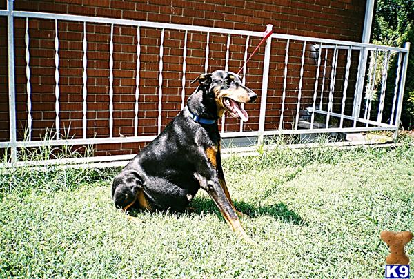 Doberman Pinscher Puppies for Sale