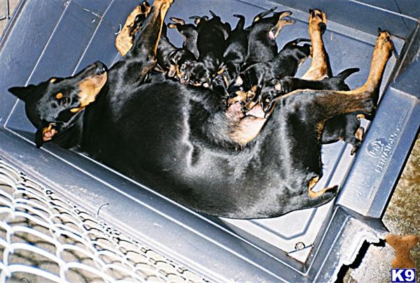 Doberman Pinscher Puppies for Sale