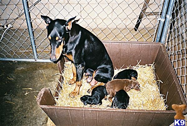 Doberman Pinscher Puppies for Sale