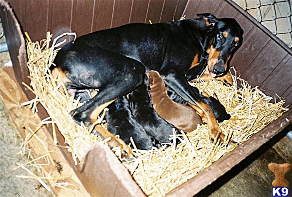 Doberman Pinscher Puppies for Sale