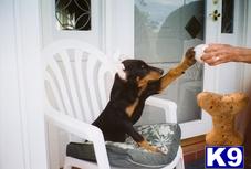 Doberman Pinscher Puppies for Sale