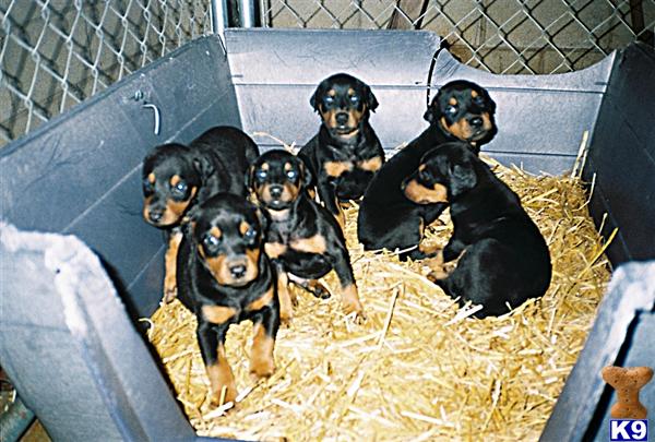 Doberman Pinscher Puppies for Sale