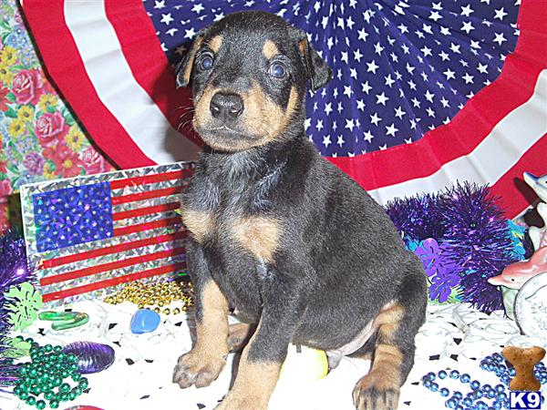 Doberman Pinscher Puppies