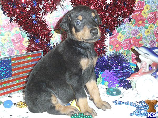 Puppies in KY