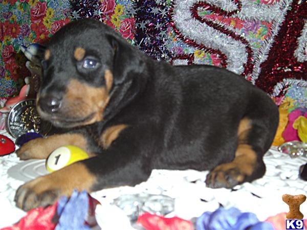 Puppies in KY