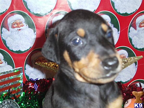 Puppies in KY