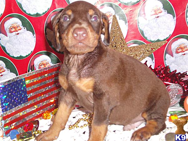 Puppies in KY