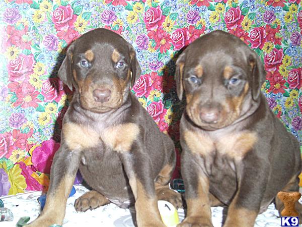 Puppies in London
