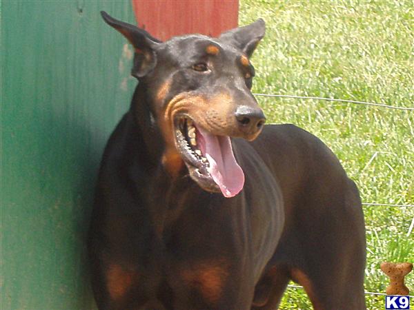 Dogs for Sale