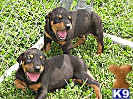 Puppies in London