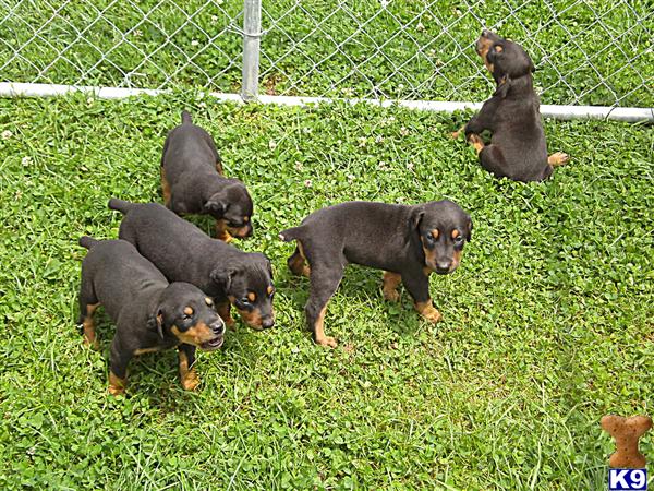 Puppies in London