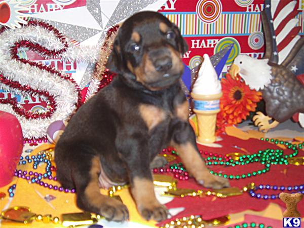 Puppies in KY