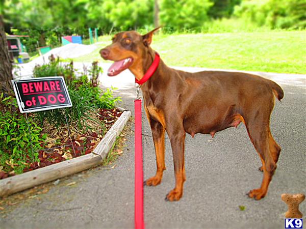 doberman puppies for sale in ky document moved doberman puppies for sale in ky document moved