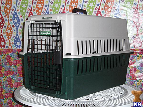 Used Dog Supplies for Sale