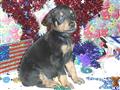 Doberman Pinscher