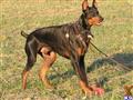 Doberman Pinscher