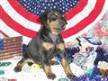 Doberman Pinscher