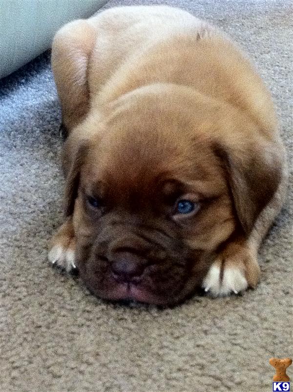 Dogue+de+bordeaux+puppies+for+sale+ny