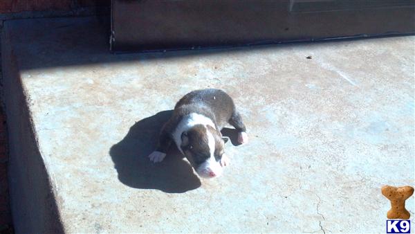 Pembroke Welsh Corgi Puppies