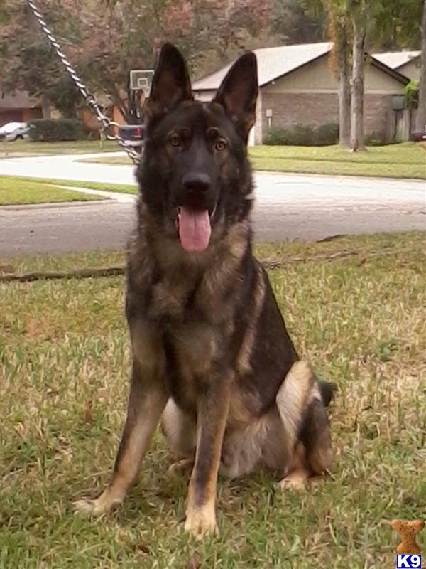 Stud Dogs - German Shepherd