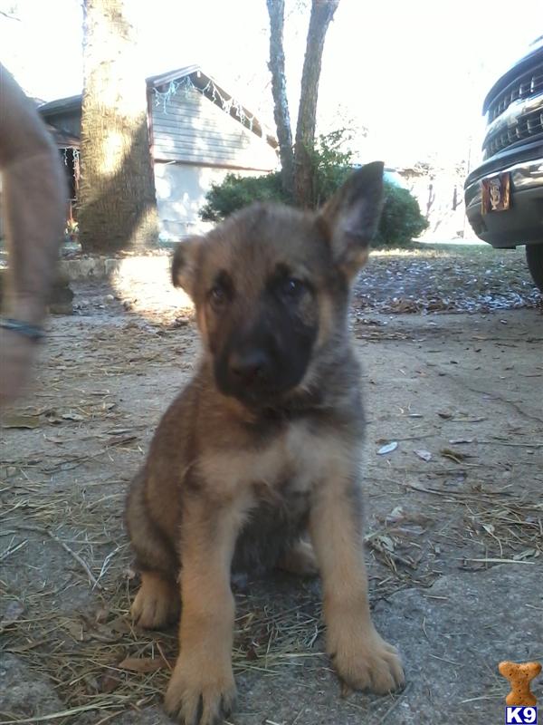 German Shepherd Puppies in FL