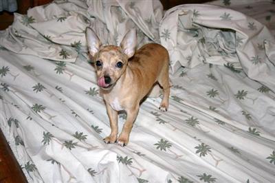 Stud Dogs - Rat Terrier