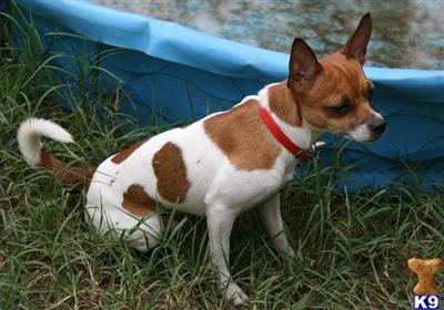 Stud Dogs - Rat Terrier