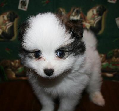 Pomeranian Puppies in FL
