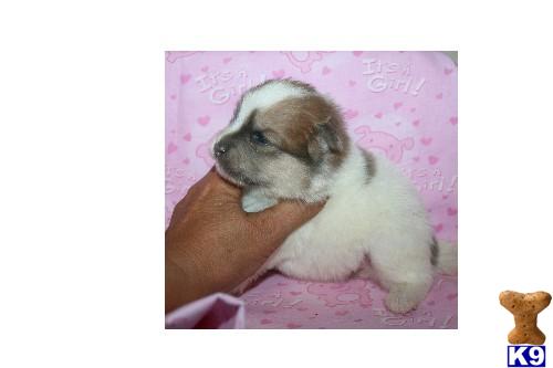 Puppies in Lecanto