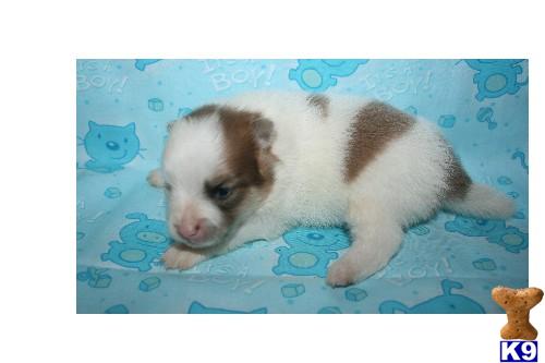 Puppies in Lecanto