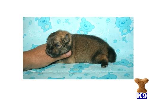 Puppies in Lecanto