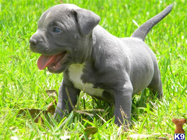 American Pit Bull Puppies in FL