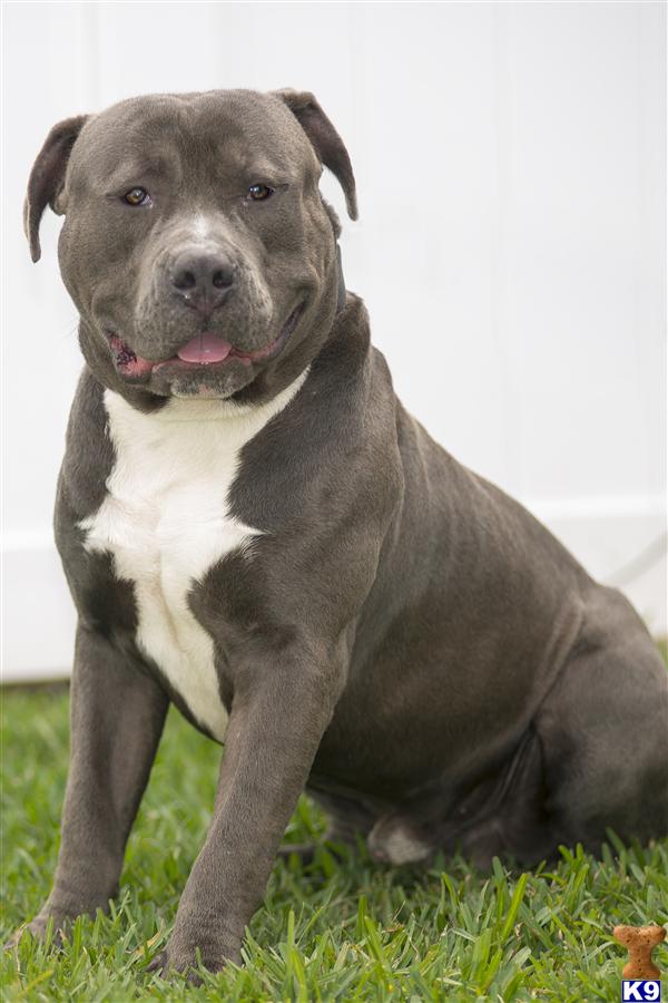 Stud Dogs - American Pit Bull