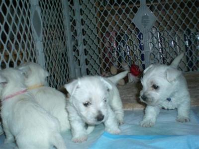West Highland White Terrier Puppies for Sale