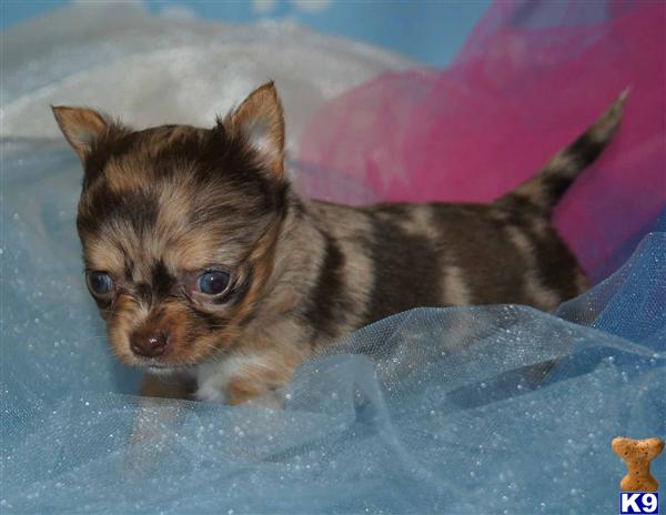 Puppies in Yuba city