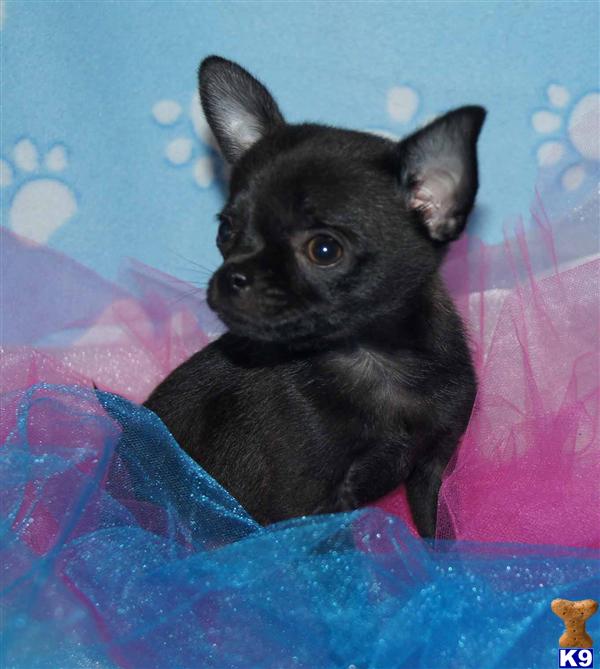 Puppies in Yuba city