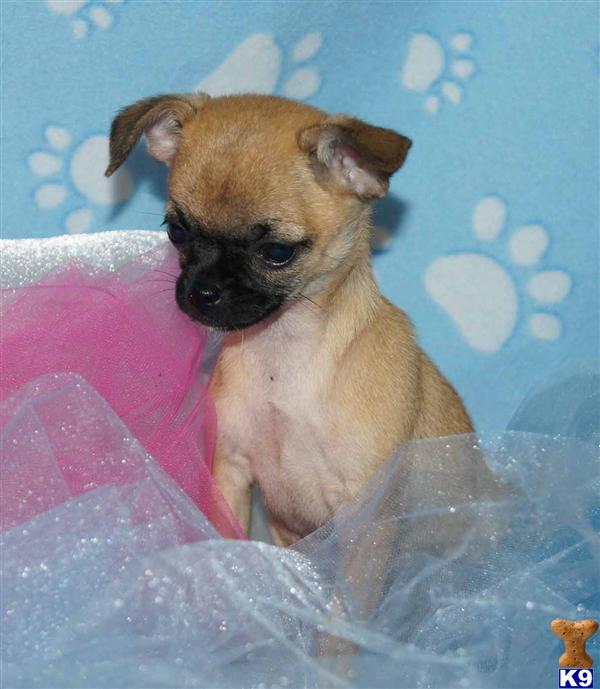 Puppies in Yuba city
