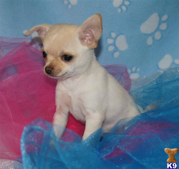 Puppies in Yuba city