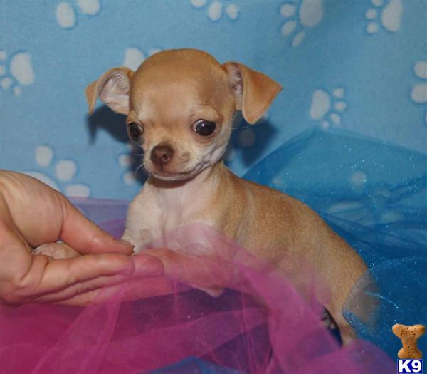 Puppies in Yuba city