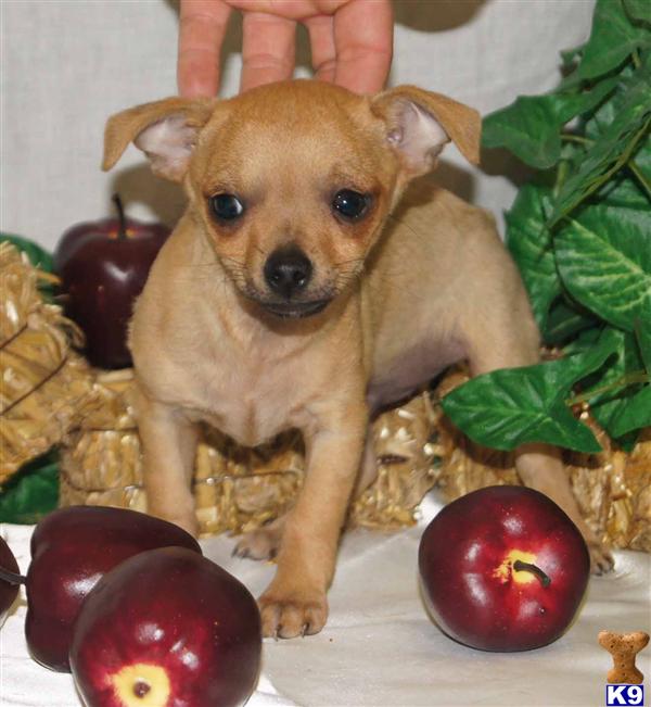 Puppies in Yuba city