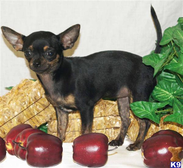 Puppies in Yuba city