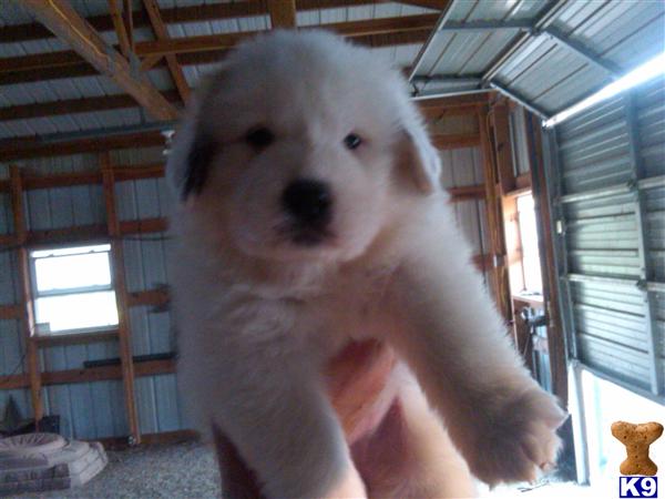 Great Pyrenees Puppies