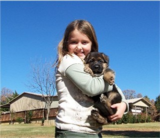German Shepherd Puppies in TX