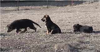 German Shepherd Puppies in TX