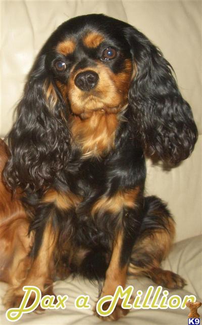 Stud Dogs - Cavalier King Charles Spaniel