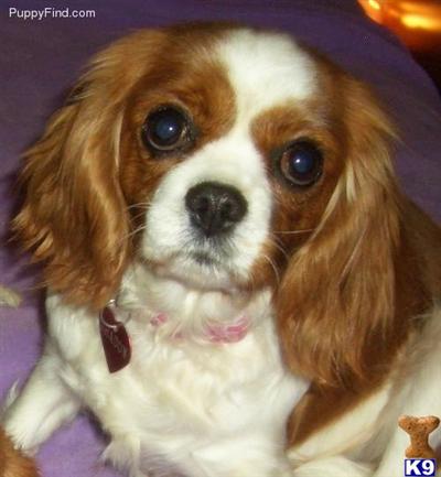 Dogs for Sale in OK